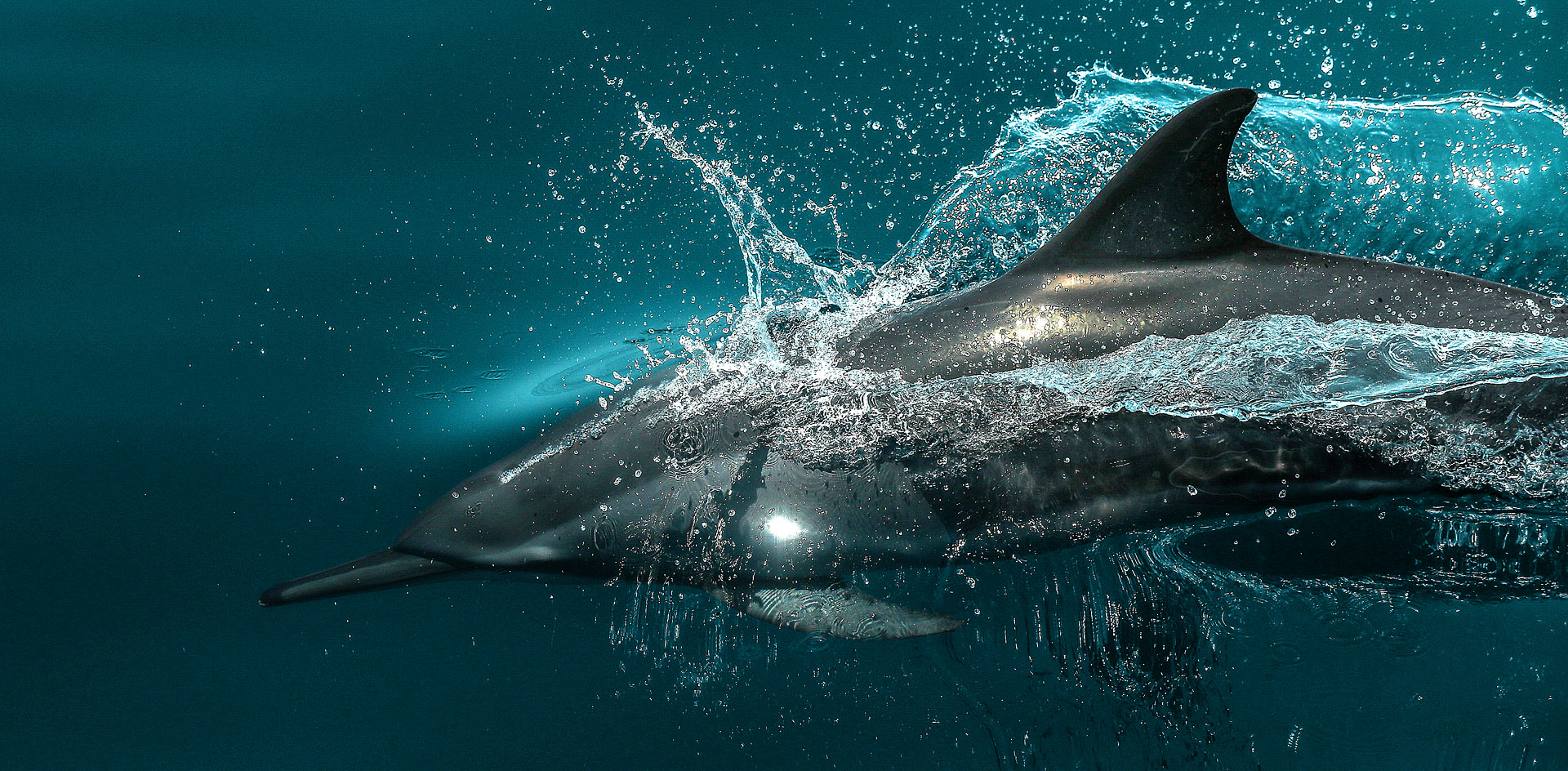 Дельфины Чёрного моря оказались под угрозой истребления