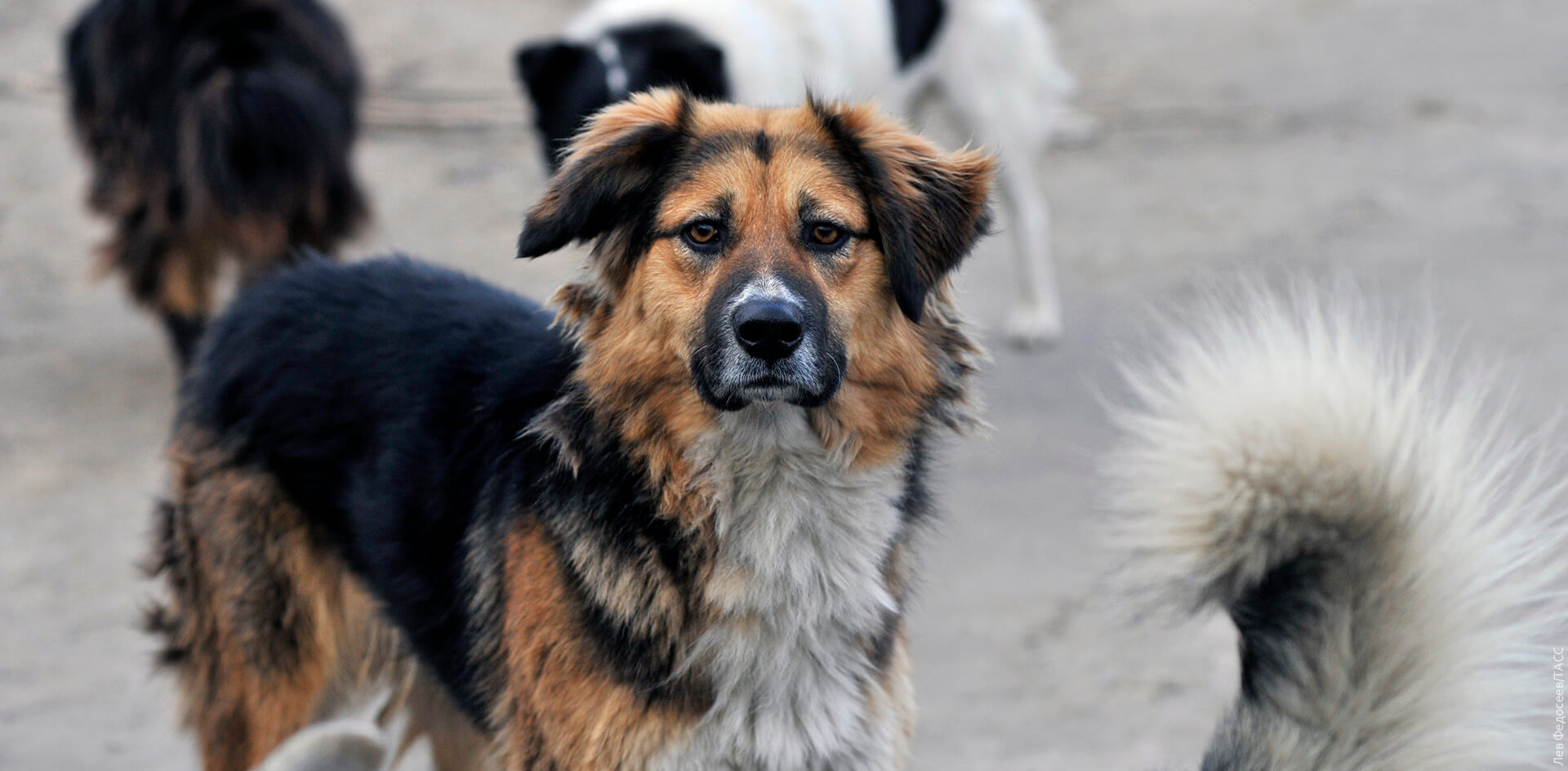 В Челябинске буксует система отлова и содержания бродячих собак