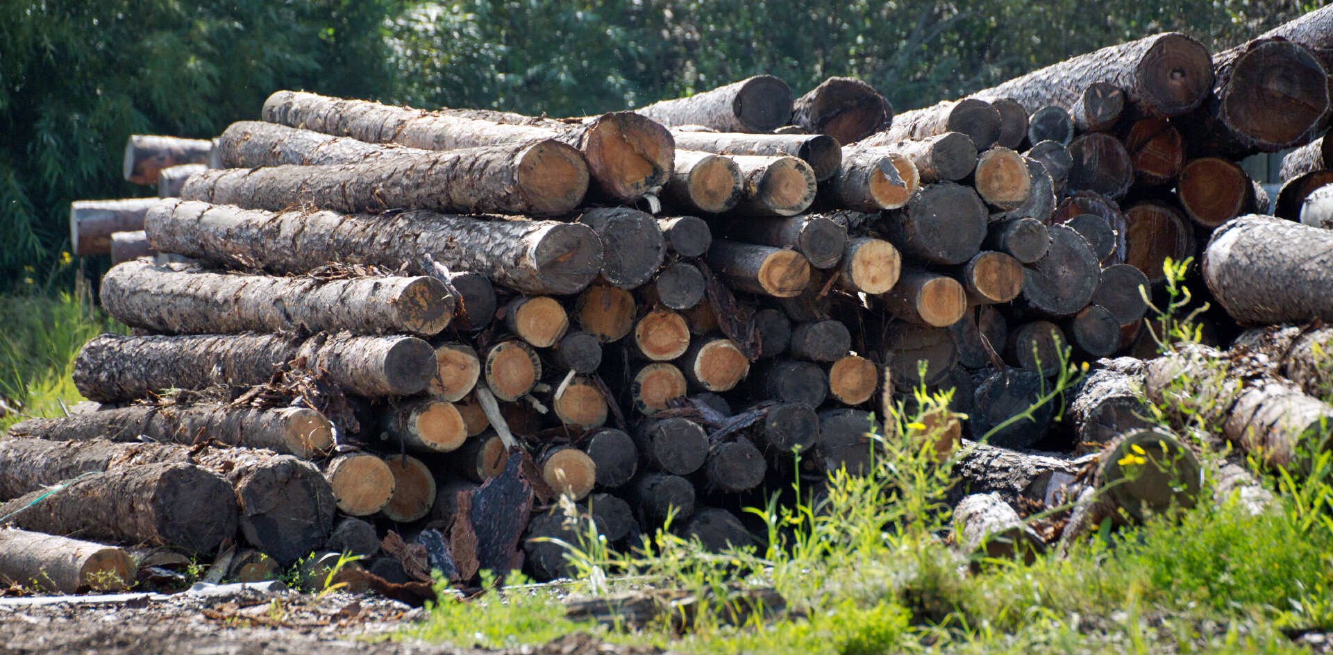 Крупных уральских лесозаготовителей уличили в незаконной рубке