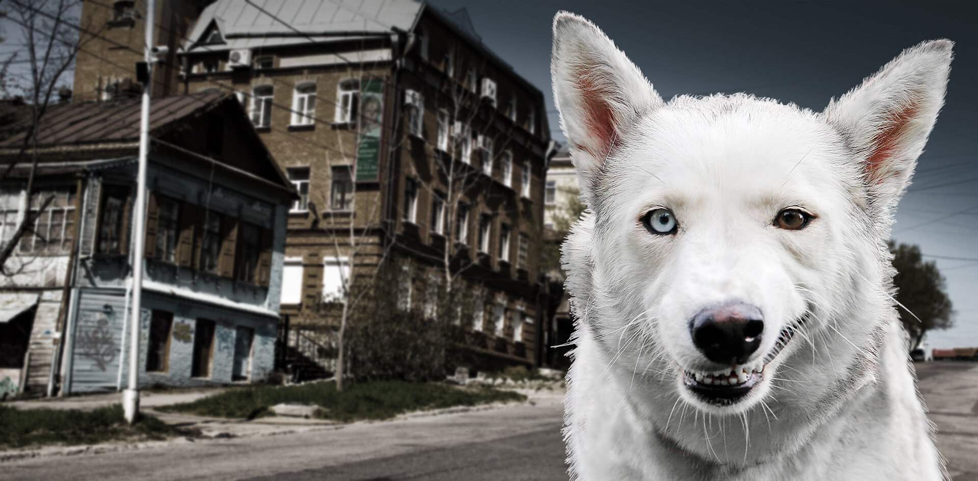 Улицы Хабаровска заполонили бродячие собаки