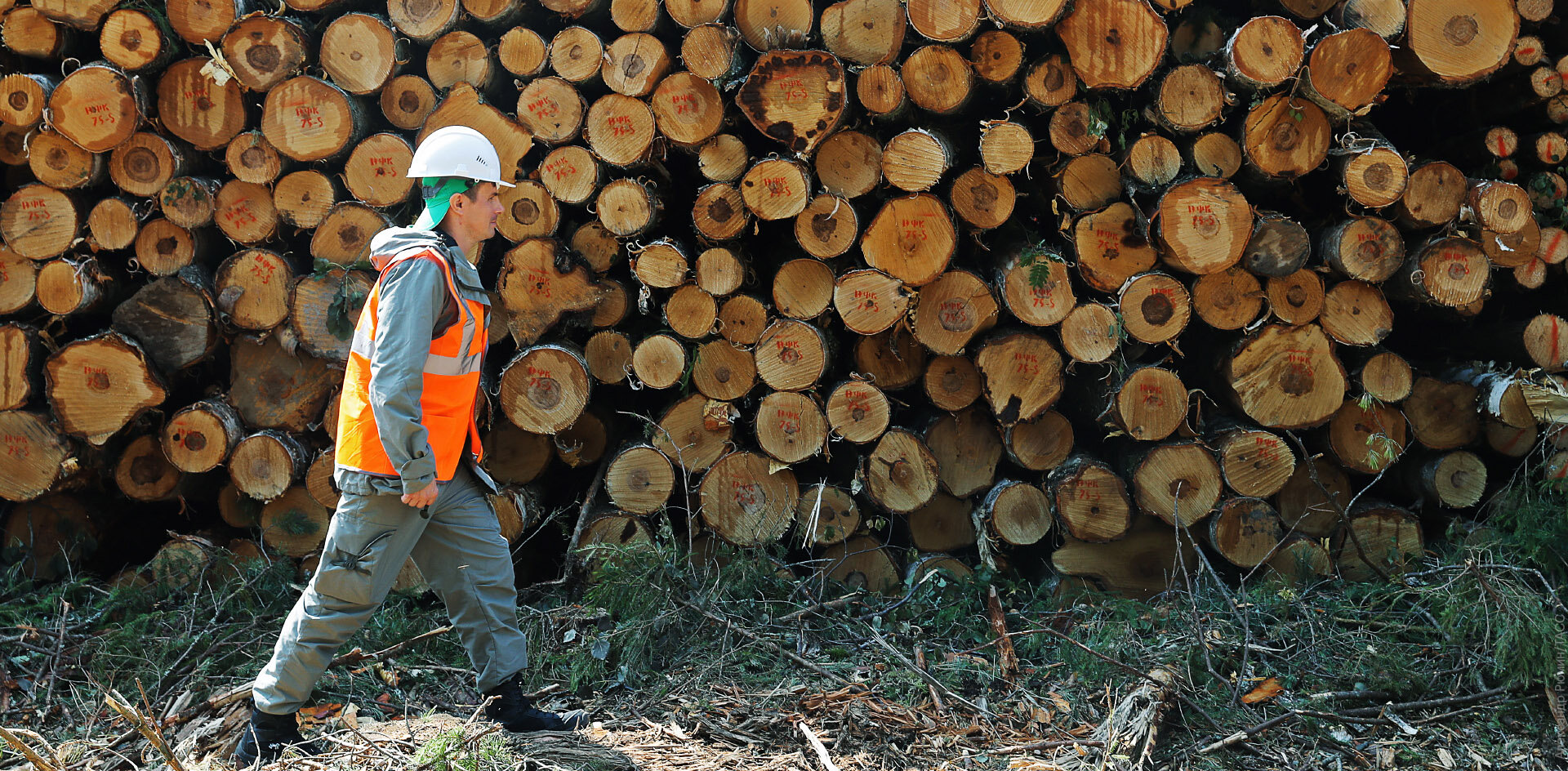 Лесозаготовители в Приморье готовятся к банкротству