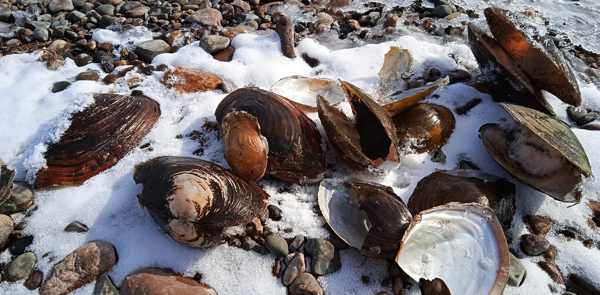 В Енисее расплодились уникальные съедобные моллюски