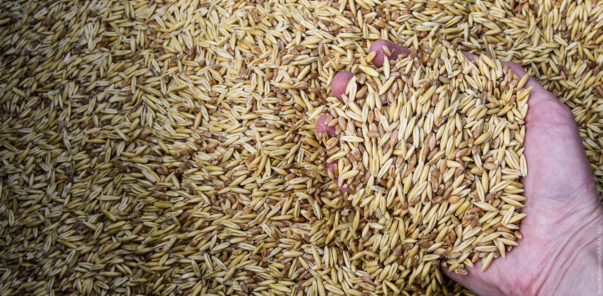 Из-за низкой стоимости пшеницы уральские аграрии планируют сократить посевы
