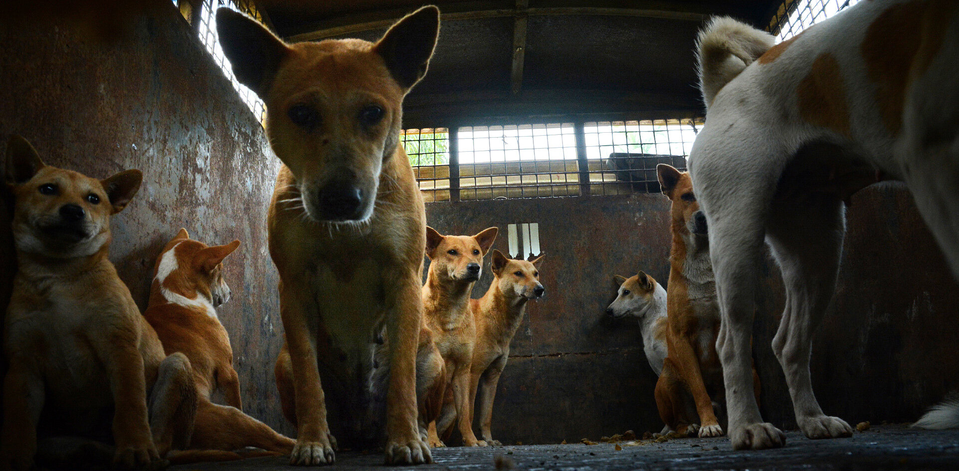 Приморские зоозащитники пытались вывезти трупы собак из крематория