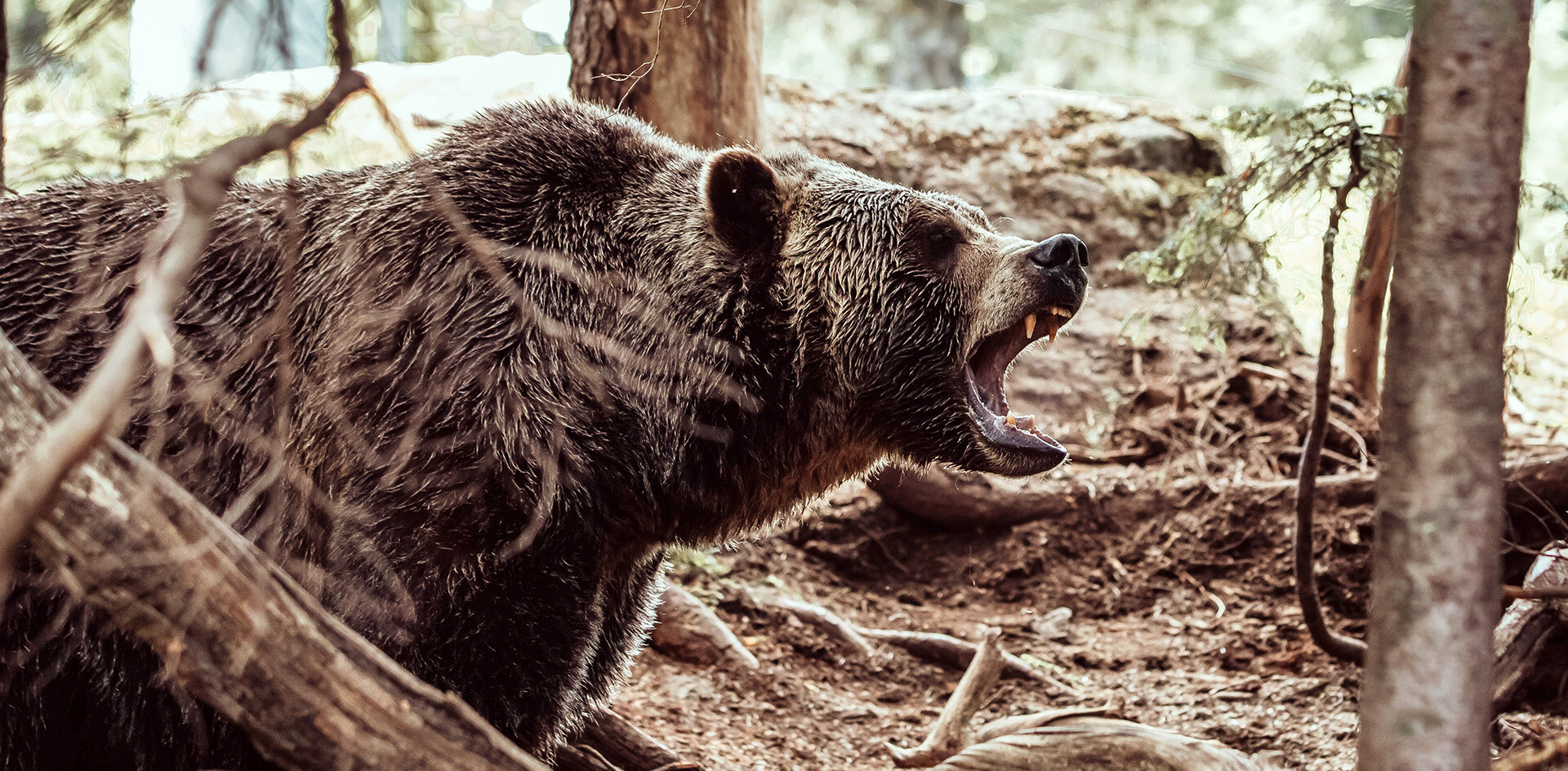 Сибирь переживает медвежью экспансию