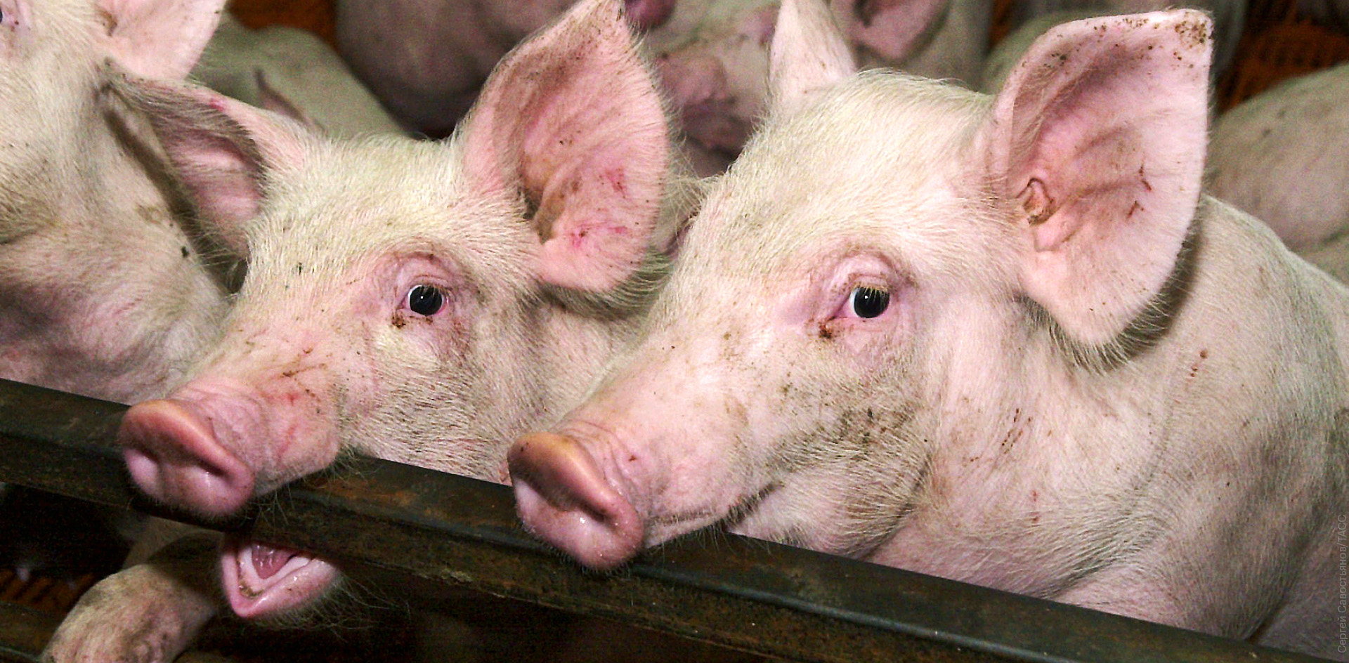 Жители бурятских сёл задыхаются из-за свинофермы