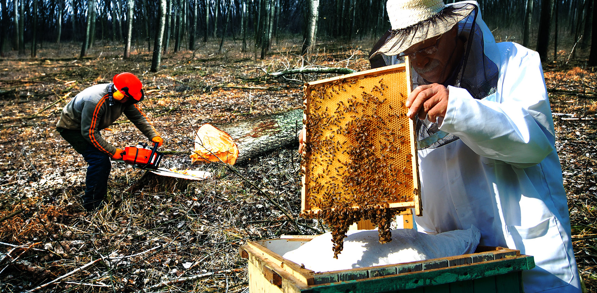 Башкирскому мёду после французских инвесторов угрожают австрийские лесорубы