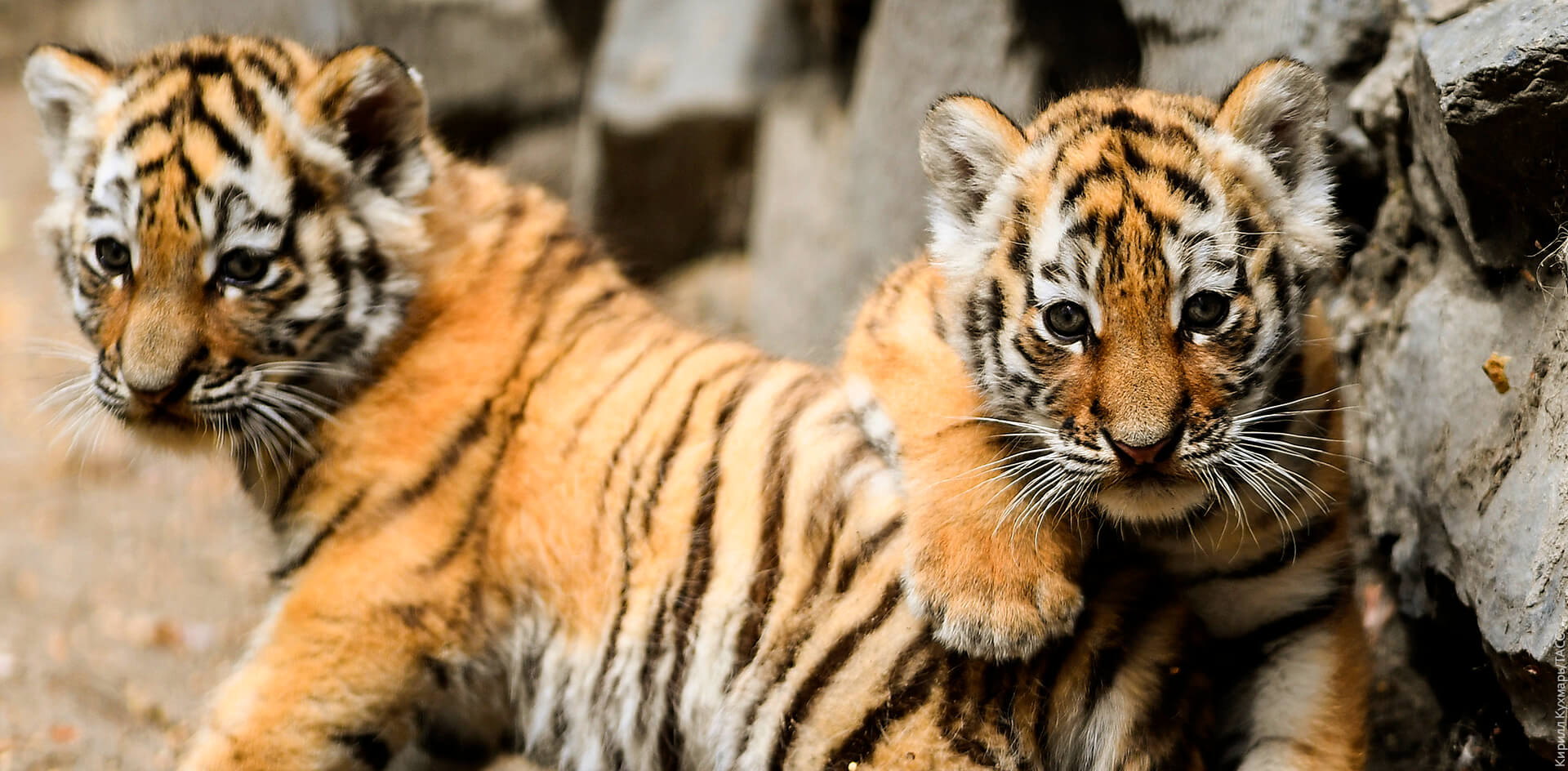 В России вдвое увеличили популяцию тигров