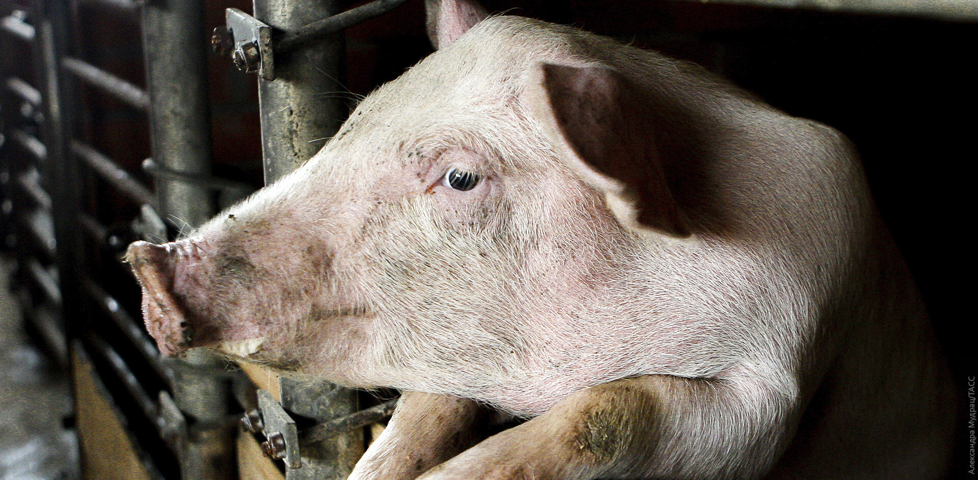 В Сибирь пришла африканская чума свиней