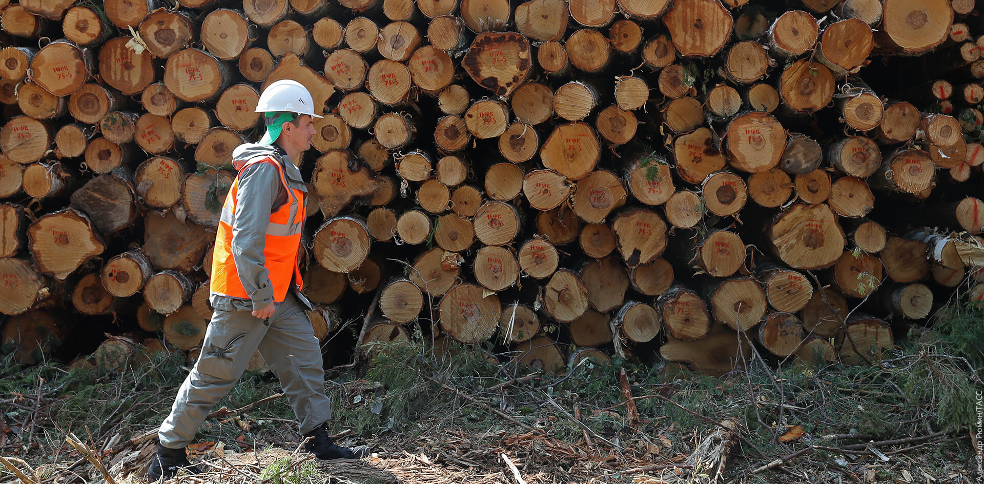 Перерабатывать древесину на Дальнем Востоке становится невыгодно