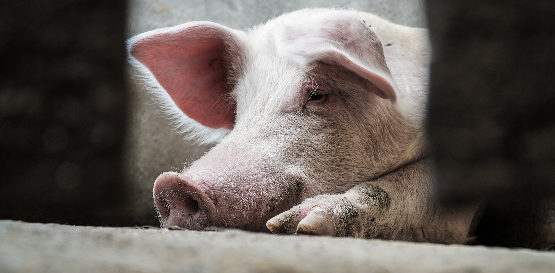 В Китае вырастили человеческие почки внутри свиней