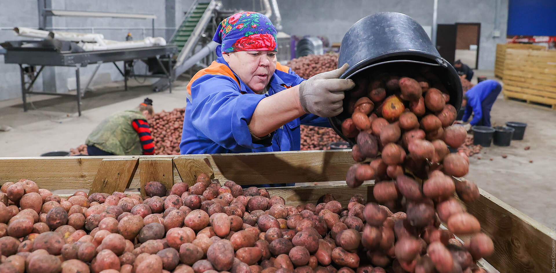 Картошка перестаёт быть «народным» продуктом