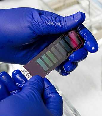 Т-клетки в фокусе внимания