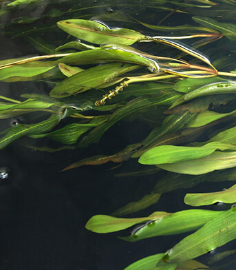 Проекты развития стали кормушкой для бизнеса и чиновников