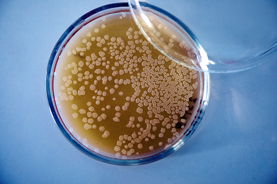 Штамм Bacillus subtilis