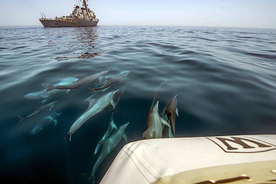 Облюбованные дельфинами прибрежные районы отравлены отходами деятельности человека.