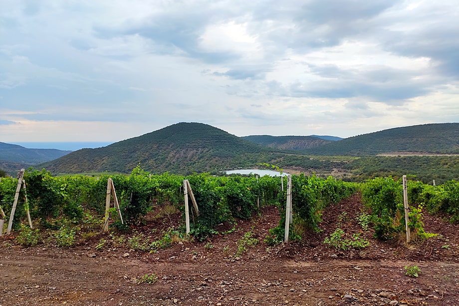 На хозяевах крымских виноградников засуха никак не сказалась. Их водоемы для полива полны.
