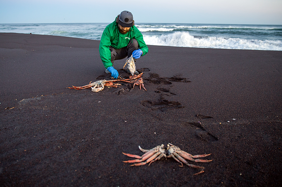 Сотрудник Greenpeace собирает пробы краба-стригуна, выброшенного на берег Халактырского пляжа.