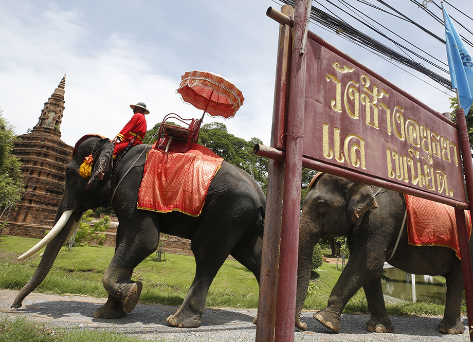 Лагерь слонов в тайской провинции Аюттхая потерял 90 процентов доходов из-за отсутствия иностранных туристов в период пандемии.