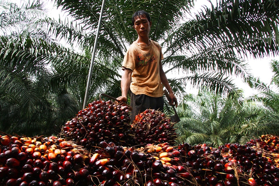 Основными поставщиками пальмового масла являются Малайзия и Индонезия – на них приходится более 80 процентов мирового рынка.
