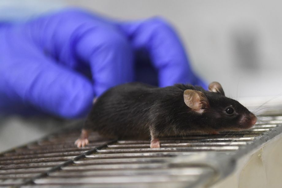 Учёные уже закупили партию из 30 генетически модифицированных мышей, чувствительных к коронавирусу человека.