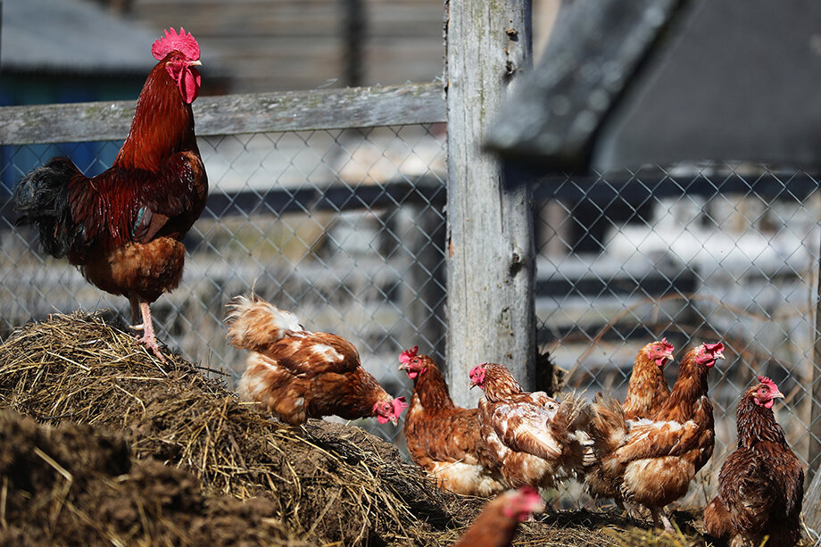 Пенсионера из Волгограда оштрафовали за 10 куриц, которых нашли инспекторы на участке с разрешённым видом использования «садоводство».
