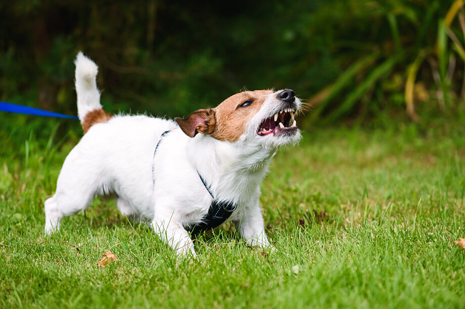 В реальной жизни опасной может быть любая невоспитанная и неконтролируемая собака, часто вне зависимости от породы.