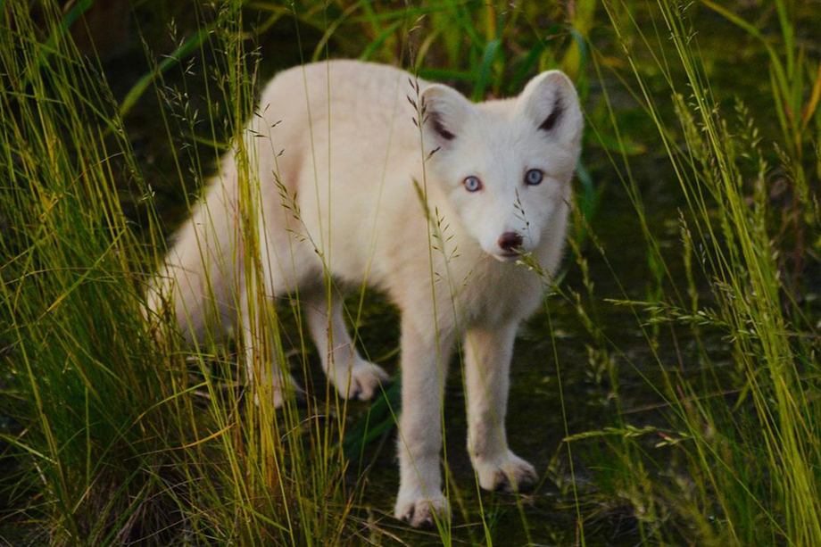 У хищника голубые глаза и розовый нос.