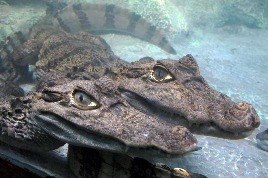 Впервые кайманы ялтинского крокодиляриума дали потомство после стресса от потопа в Крыму.
