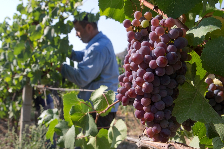 В Севастополе закончился сбор урожая винограда.
