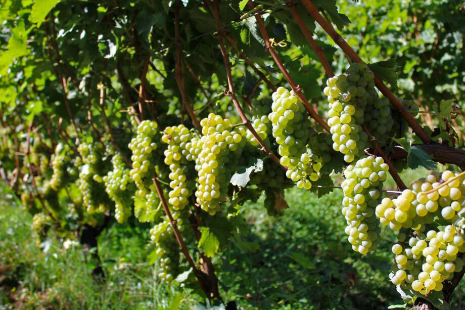 Стоимость крымского центра селекции винограда выросла на 1,6 млрд рублей.