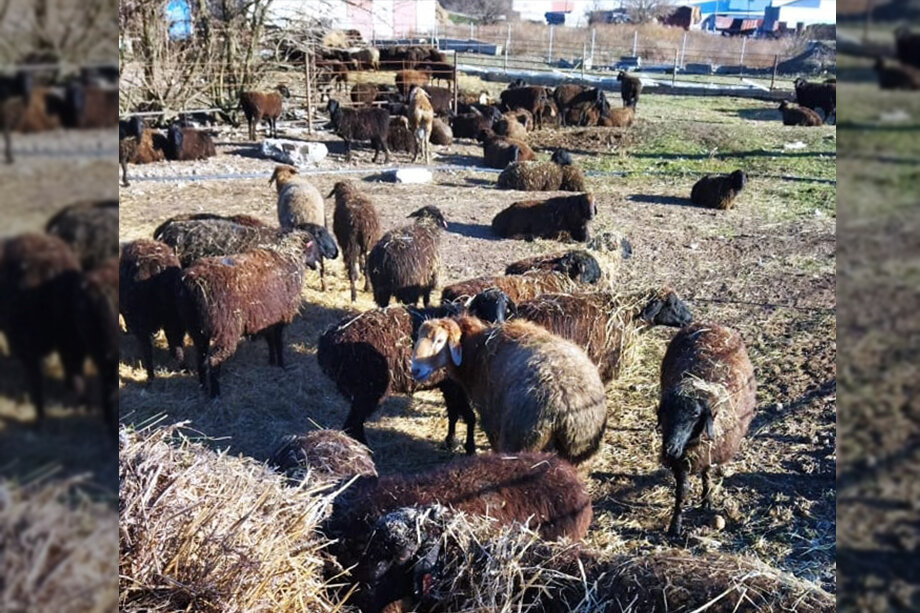 В Крыму появилась новая порода овец.