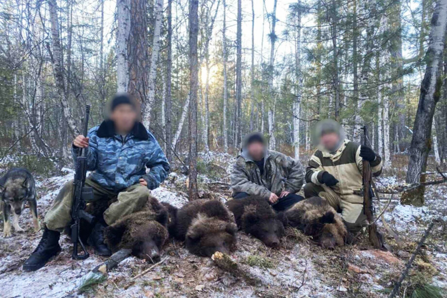 Правонарушители разорили берлогу и застрелили медведицу с тремя медвежатами.