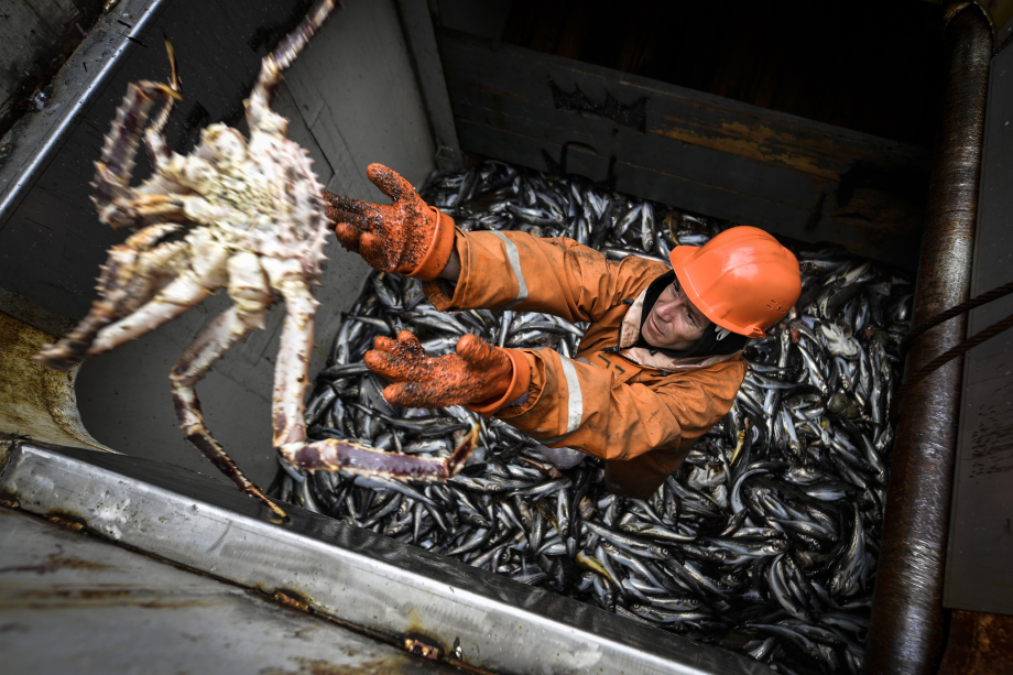 Случайный камчатский краб на рыболовном сейнере «Ураганный» во время лова минтая в заливе Петра Великого.