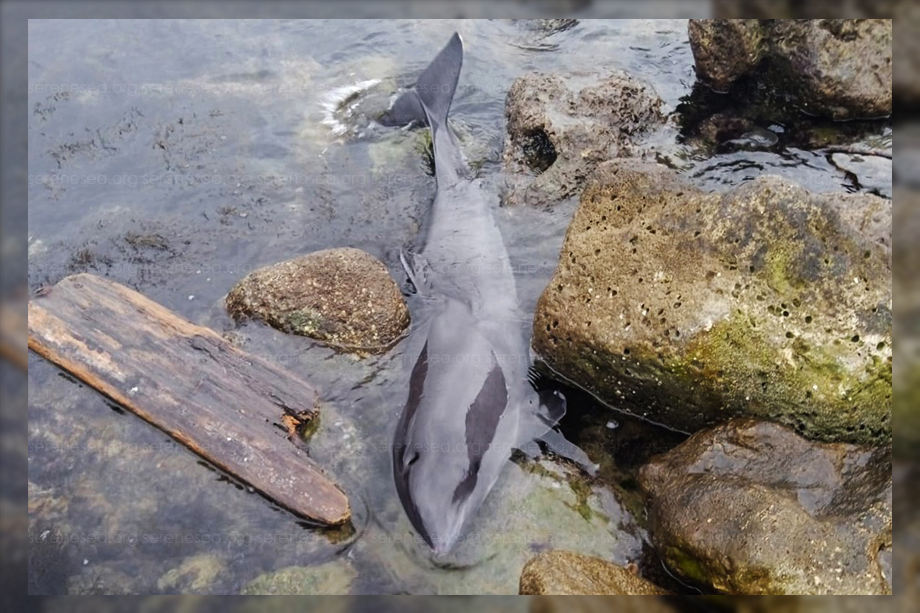 В Севастополе дельфин выбросился на берег