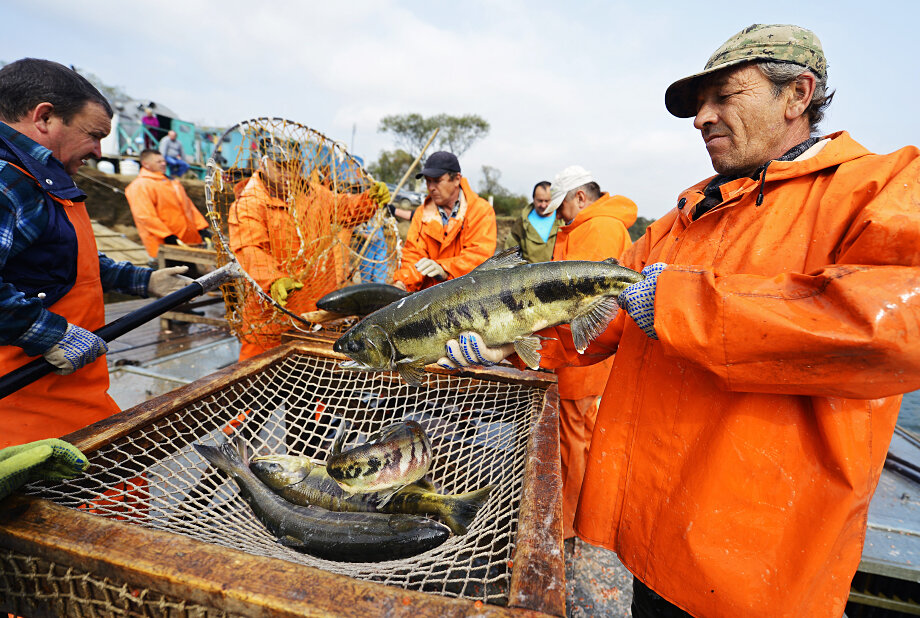 7 октября 2015 года. Промышленный лов кеты работниками рыбоводного завода ФГБУ «Приморрыбвод».