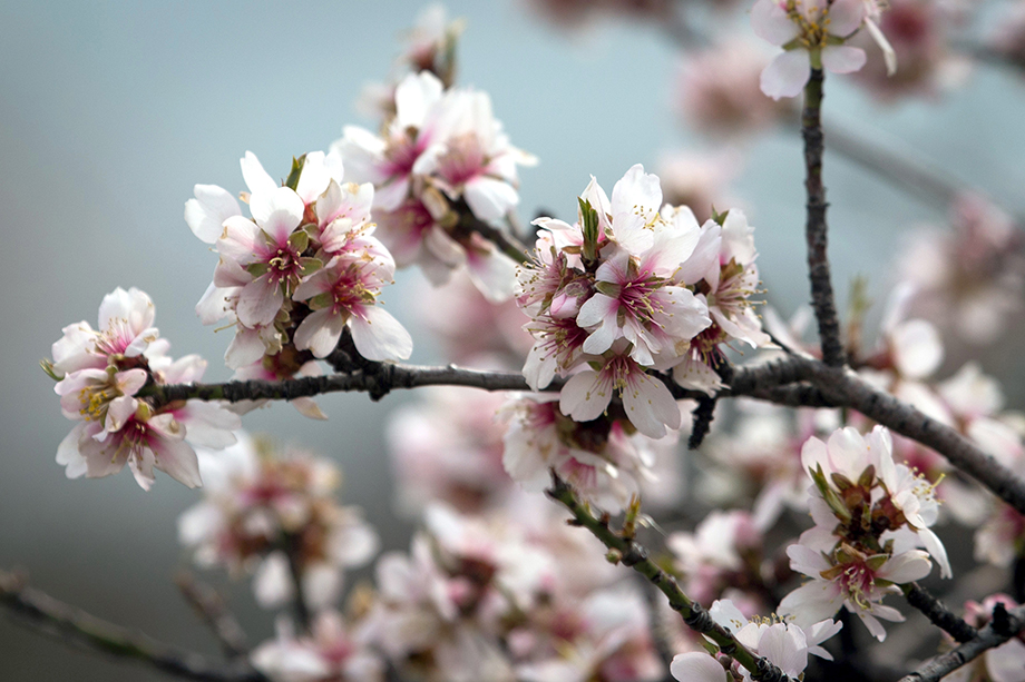 Обычно дерево распускает цветы в начале марта.