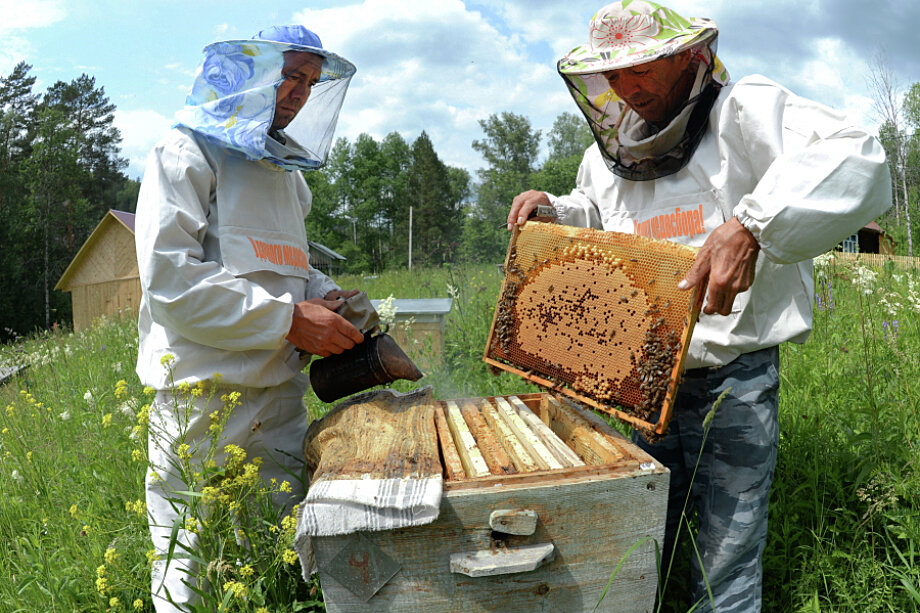 Французы обещали сохранить генетику башкирской популяции среднерусской пчелы и продвигать бренд башкирского мёда.