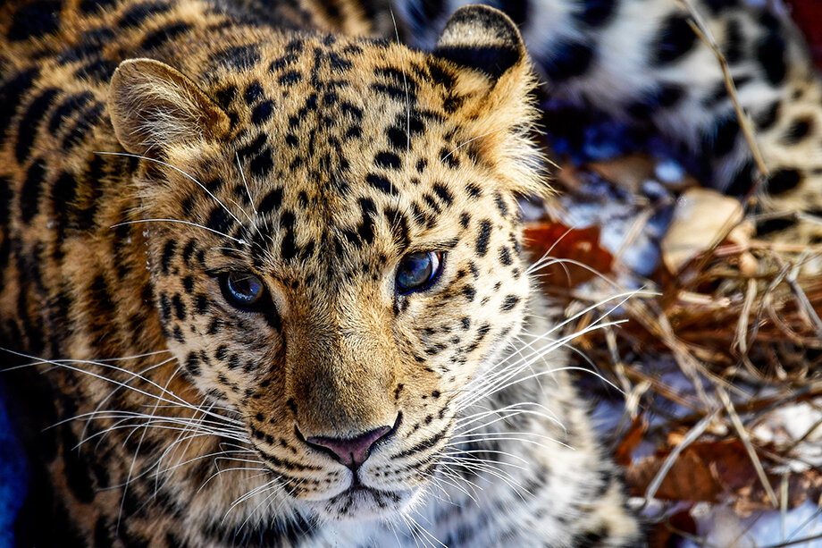 Дальневосточный леопард – самая редкая из крупных хищных кошек на планете, вид занесён в Красную книгу.