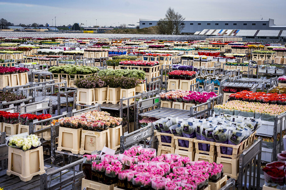 В Нидерландах расположен самый большой в мире цветочный аукцион.