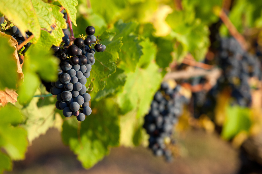 В новом крымском питомнике будут разводить отечественные сорта винограда.