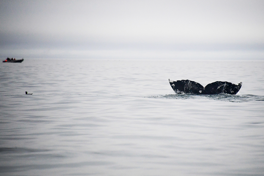 Китобойный сезон на Чукотке уже открыт. 17 мая морские охотники выловили двух серых китов.