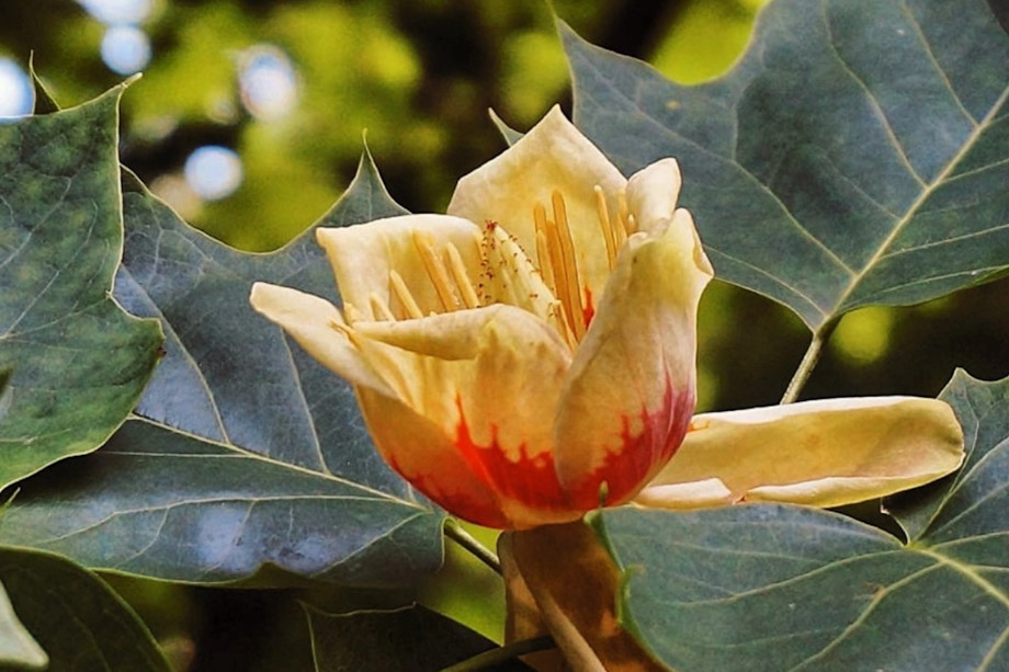В Ялте месяц будет цвести редкое тюльпанное дерево из семейства магнолиевых.
