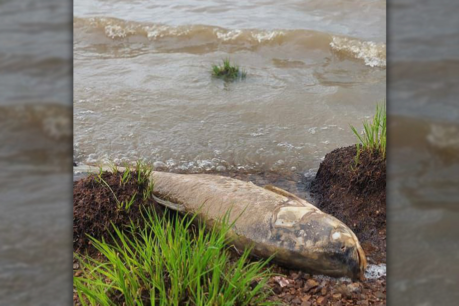 Мёртвую рыбу вылавливали в русле реки Амур, в притоках такой проблемы замечено не было.