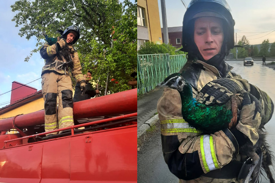 Спасение павлина заняло несколько минут.