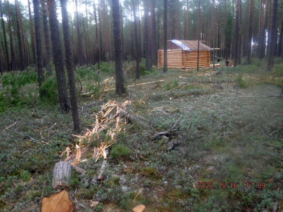 На месте происшествия обнаружили 36 свежих пней сосен, две бензопилы, топор, множество веток и вершин деревьев.
