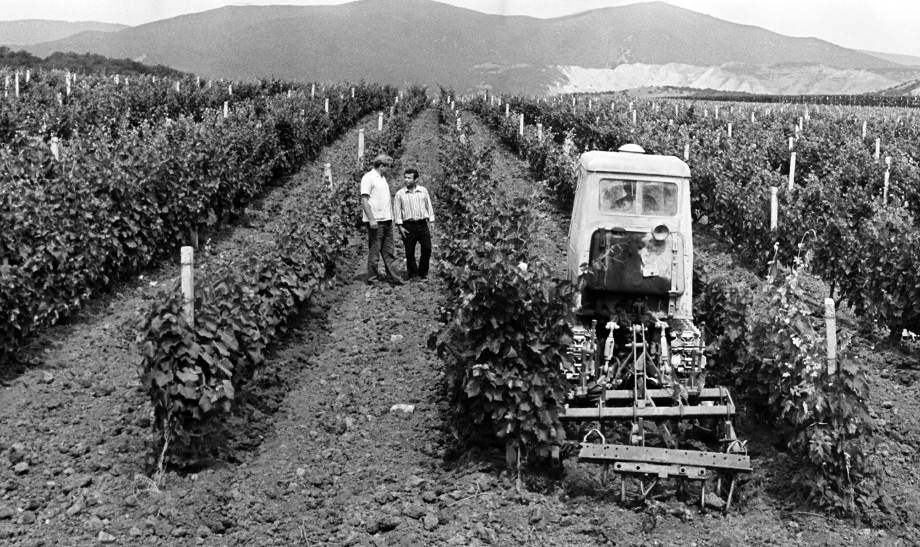 Совхоз имени Софьи Перовской был главным поставщиком винограда для крымских винзаводов.