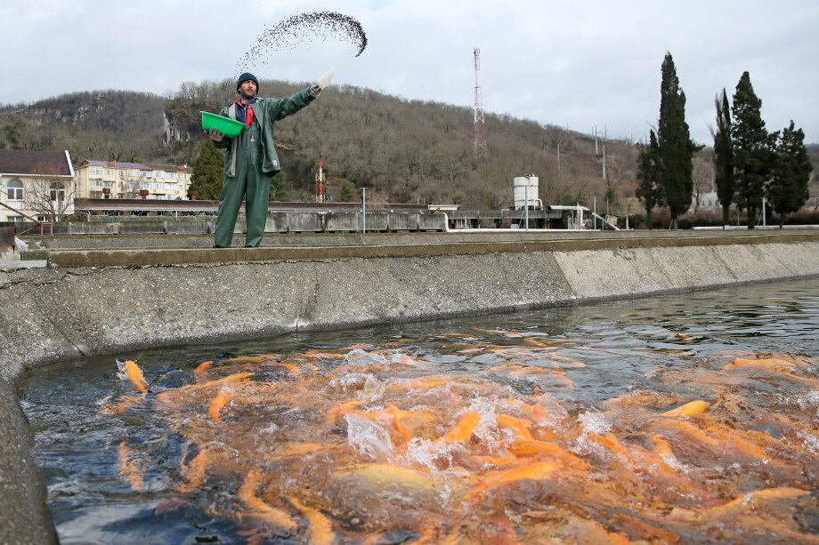 Рыбное меню ресторанов черноморского побережья без труда обеспечивается местными рыбными хозяйствами.