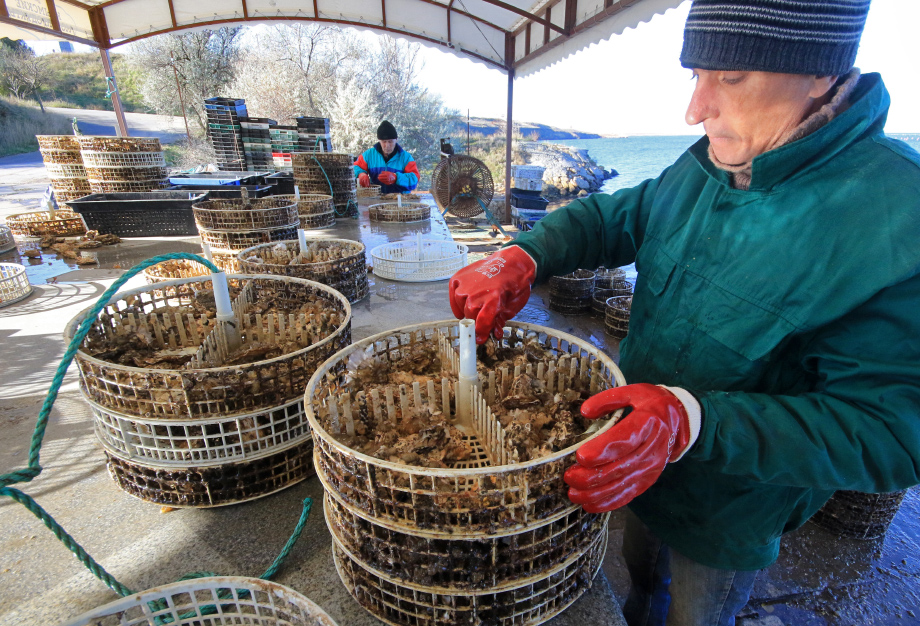Высадка устриц на доращивание на мидийно-устричной ферме на озере Донузлав.