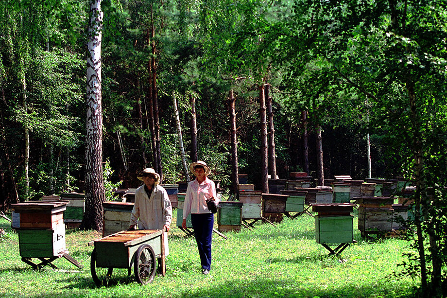 В республике произрастает третья часть липовых лесов страны, на лугах – букет редких медоносов. Благодаря им башкирский мёд обладает уникальными вкусовыми и целебными качествами.